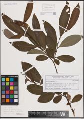 Foto von Salix caprea L.